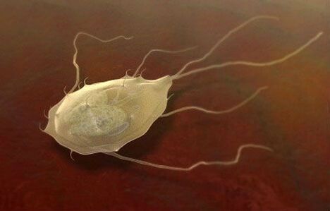 Giardia sú tiež parazity! 